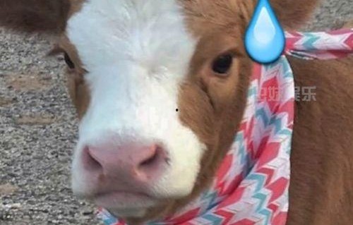 娱乐吃瓜酱是哪里人,揭秘其神秘身世与传奇人生