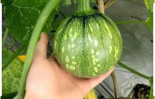 娱乐小葱花吃瓜,揭秘娱乐圈那些不为人知的幕后故事